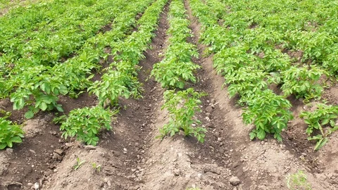 Wide angle shot of the potato field in UHD Video stock 114786902