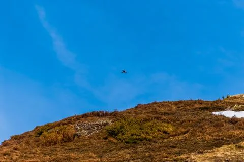 A wide angle shot of a predator eagle gliding over the French Pyrenees mounta Stock Photos