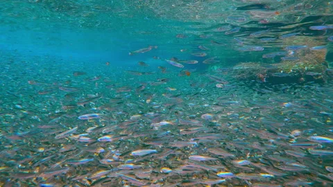 Wide-angle shot of predator Lionfish at hunting swims over massive bait ball Stock Footage 336513177