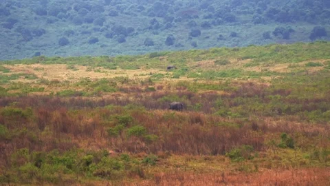 A wide-angle shot of a rare, endangered white rhino roaming the vast savannah 스톡 동영상 331227871