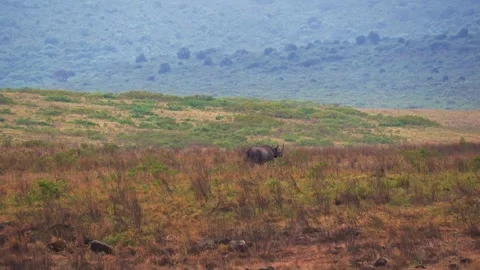 A wide-angle shot of a rare, endangered white rhino strolling the vast savannah Vídeo Stock 331227888