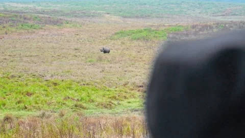 A wide-angle shot of a rare, endangered white rhino trekking the vast savannah Stockbeeldmateriaal 332781110