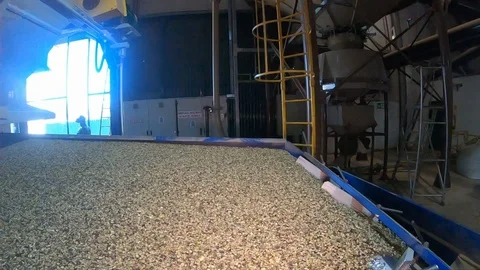 Wide angle shot of raw coffee beans in a vibrating processing machine in Stock Footage 107800223
