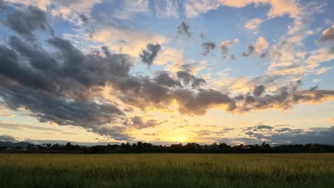 Wide Angle Shot of Rice Field Under Dramatic Sunset Sky Stock Footage 345548564