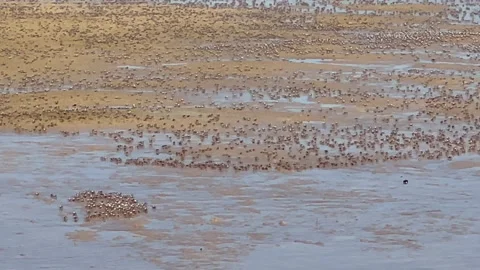 Wide angle shot showing thousands of solider crabs marching across the sand Stock Footage 223594414