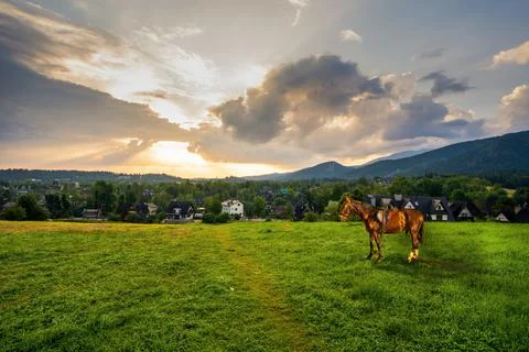 Wide angle shot of a standing alone dark horse in a large meadow with grass g Stock-Fotos