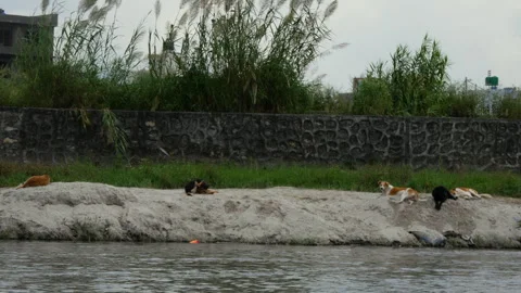 Wide angle shot of Stray dogs resting and sleeping beside a flowing river Stock Footage 258715068