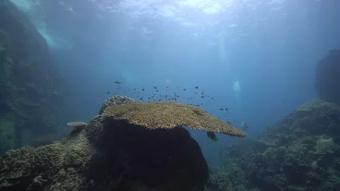 Wide Angle shot of a table coral with various fish Stock Footage 256637774