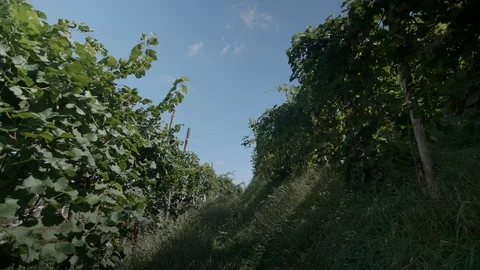 Wide angle shot through the vineyards in Valdobbiadene - 4k Stock Footage 115431899