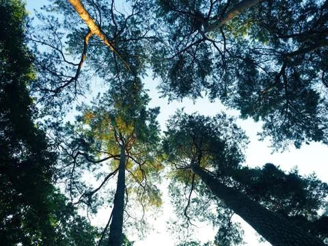 Wide angle shot of trees Stock Photos