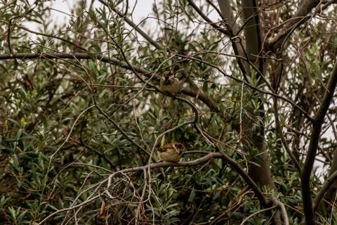 A wide angle shot of two sparrows perched on leafless winter tree branches on Stock Photos
