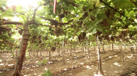 Wide angle shot on a vineyard. Stock-Footage 27477110