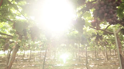 Wide angle shot on a vineyard. Stock-Footage 27478280