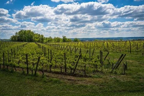 A Wide-Angle Shot of a Vineyard Stock Photos