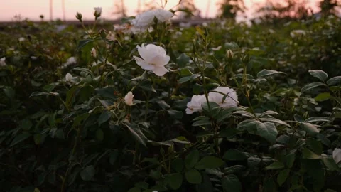 Wide Angle Shot Of A White Rose Bush At Eventide. Windy Weather Scene Stock Footage 166178763