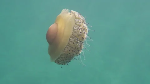A wide angle sideview of a jellyfish Stock Footage 230627878