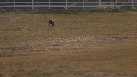Wide Angle Of Single Dog Running in Park in Slow Motion Stock Footage 118040210