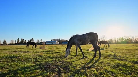 Wide-angle slow-motion 4K shot of a horse grazing on green grass under a clear Stock Footage 291887279