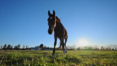 Wide-angle slow-motion 4K shot of a horse peacefully grazing in a green field. Stock Footage 292684389