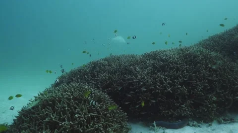 Wide angle, slow motion shot of Coral and Small Reef Fish Stock Footage 170351165