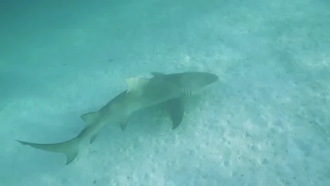 Wide angle, slow motion shot of Lemon Shark swimming on bottom Stock Footage 170351251