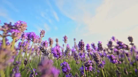 Wide-angle slow-motion shot of vibrant lavender blooms under a bright blue sky Stock Footage 295052352