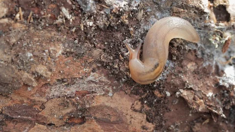 Wide angle of a slug crawling across a tree 스톡 동영상 128716868