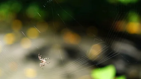 Wide angle of spider on the web Stock Footage 127863368