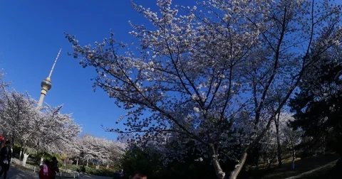 Wide  angle  spring  Beijing Video stock 74142749