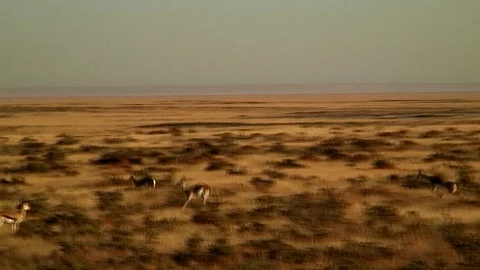 Wide Angle: Springbok Jumping Aimlessly Stock Footage 92631235