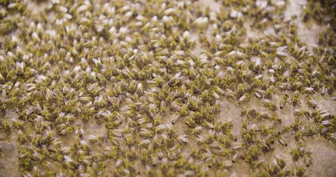 Wide angle static shot, honey bees on the wooden floor. Stock Footage 132490165
