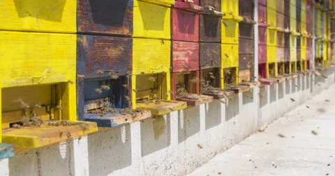 Wide angle static slow motion shot, honey bees enter and exit apiary beehive. Stock Footage 132494383