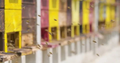 Wide angle static slow motion shot, honey bees enter and exit apiary beehive def Stock Footage 132495192