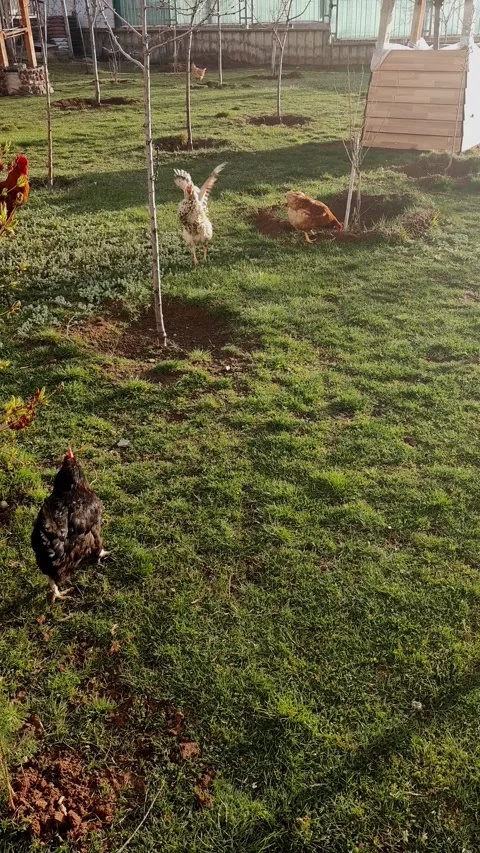 Wide-angle static view of chickens scattered across a spacious green orchard Vídeos de archivo 335938649