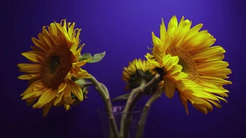 Wide angle stop motion, close up of rotating sunflowers, blue screen Stock Footage 134950867