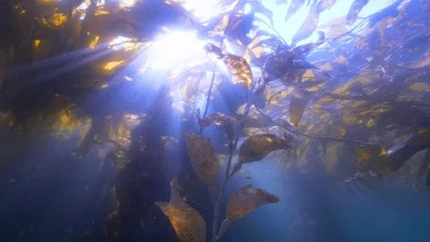Wide Angle of The Sun Shines Through a Patch of Seaweed - Monterey, CA Stock Footage 114101771