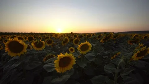 Wide angle sunflower sunset Stock Footage 77887427