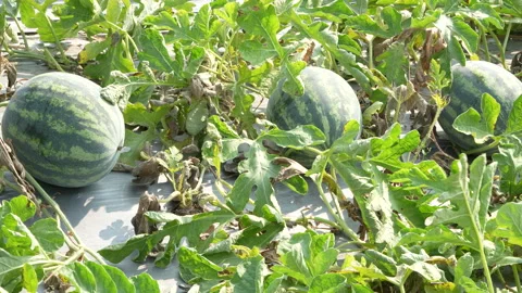 Wide Angle Three Fresh Watermelons Growing In Farm Field Video stock 333374241