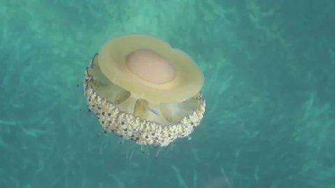 A wide angle top view of a jellyfish Cotylorhiza tuberculata Stock Footage 230628090