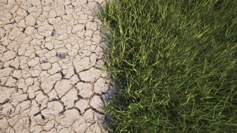Wide angle top view showing a stark contrast between dry cracked earth and lush  Stock Footage 336719854