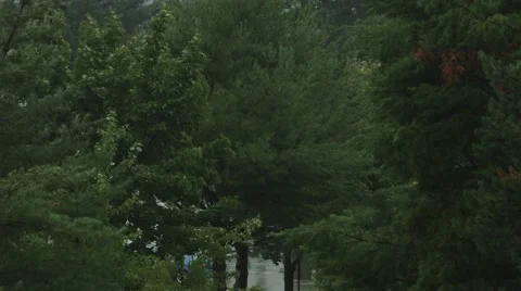 Wide Angle - Trees in the Rain Stock Footage 40847006