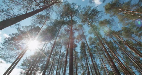 Wide angle treetops of conifers in bright sun beams. Sunny summer day in forest Stock Footage 132460337