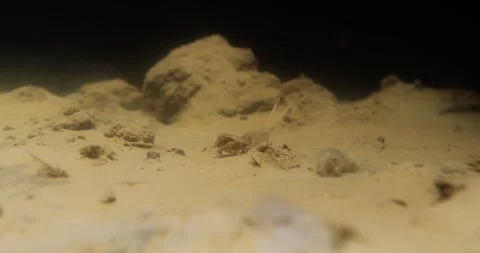 Wide angle underwater footage capturing the nymph of long-tailed mayfly Stock Footage 269500065