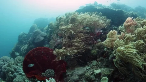Wide angle underwater landscape with soft corals Stock Footage 82630383