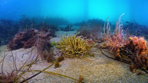 Wide angle underwater shot of anemone on sandy sea bed near pier in Swanage, UK Stock Footage 346311549