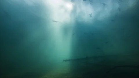 Wide angle underwater time lapse with sunbeams and school of perch. Stock Footage 127458385