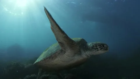 Wide angle underwater view of a large sea turtle swimming through the Stock Footage 154986813