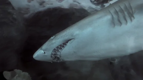Wide angle, underwater view of sand tiger shark, carcharias taurus. Stock Footage 116133060