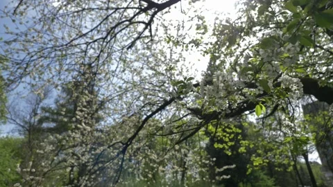 Wide-angle video of a large old cherry tree blossom. Stock-Footage 273598723