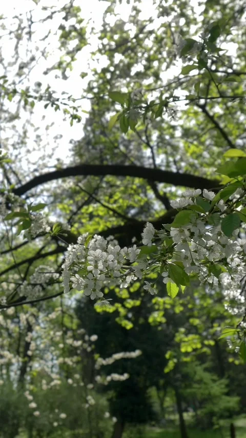 Wide-angle video of a large old cherry tree blossom.  Stock Footage 331120115